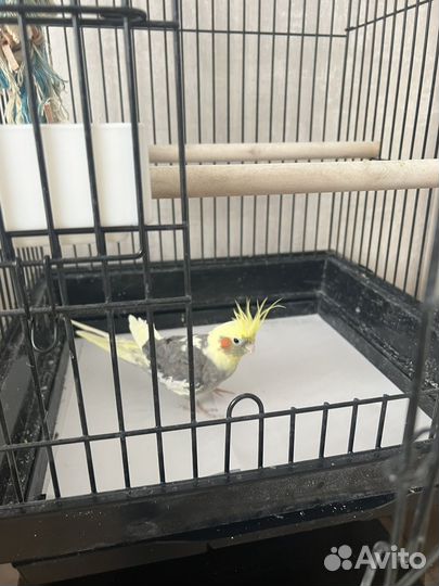 Продам попугая корелла