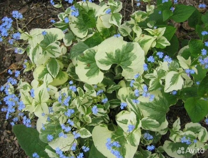 Спирея, Лапчатка, Бруннера и Ландыши