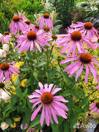 Эхинацея розовая