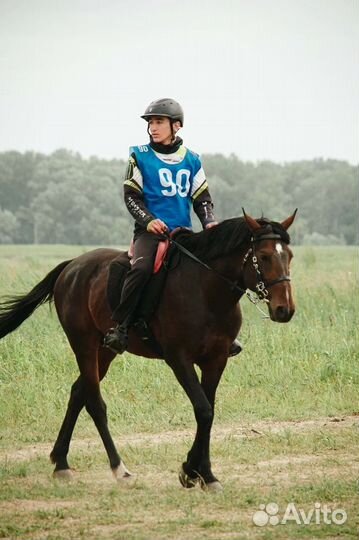 Продажа лошадей