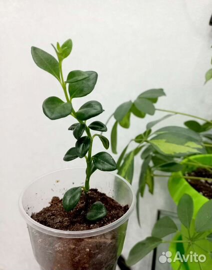 Гипоцирта. Обмен