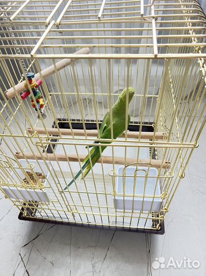 Ожереловый попугай самец