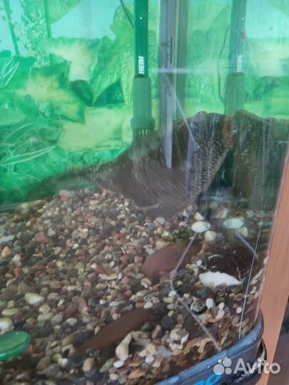 Аквариум jebo 200 л с рыбами полный комплект