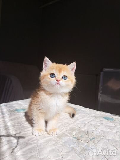 Британская золотая шиншилла кошечка