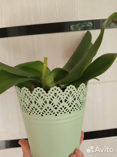 Ароматная орхидея Лиодоро с горшком)