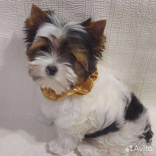 Стрижка собак - груминг