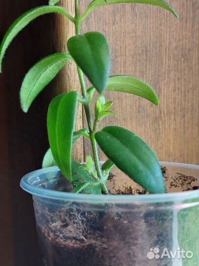 Эсхинантус Мона Лиза