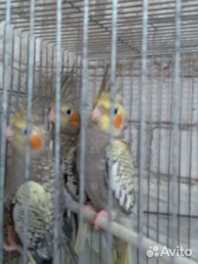 Попугай корелла