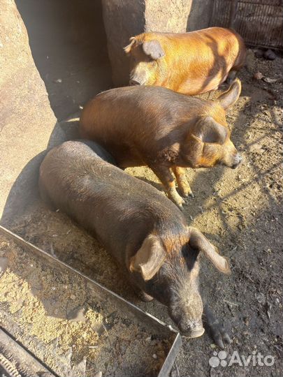 Свини на мясо