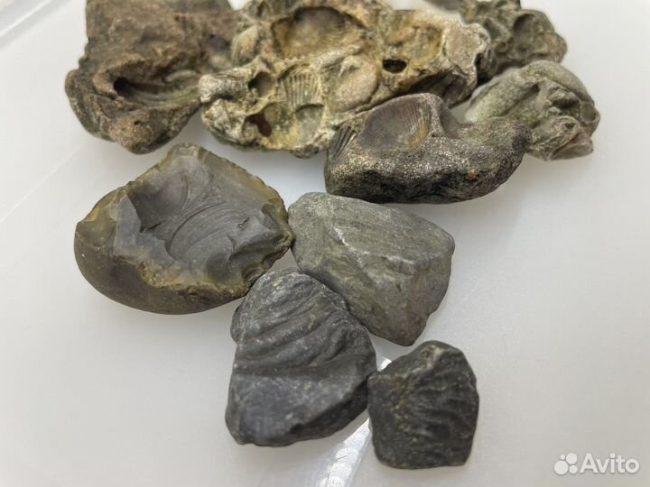 Отпечатки древних окаменелостей