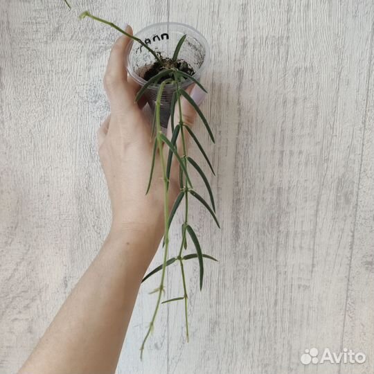 Разные цветочки