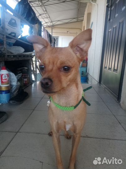 Вязка,тойтерьер,лео