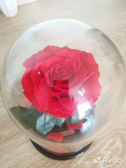 Вечная роза в колбе