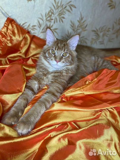 Мейн-кун котик