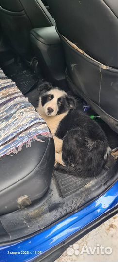 Очаровательный панда в добрые руки