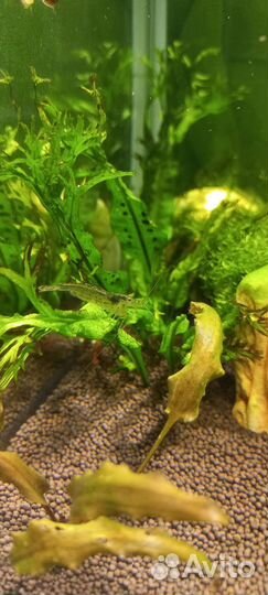 Аквариум 30 л полностью действующий