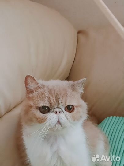 Котята плюшевые целовательные