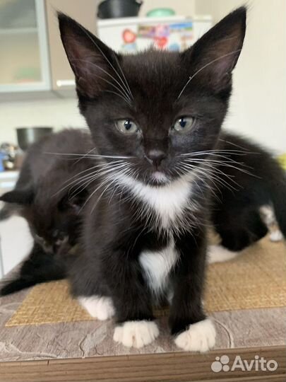 Котенок девочка