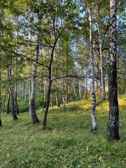 Участок 24,9 сот. (ИЖС)