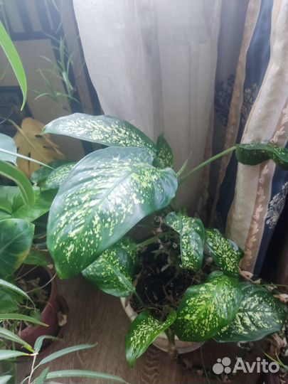 Диффенбахия