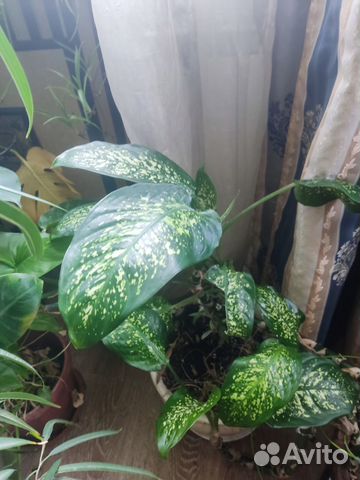 Диффенбахия