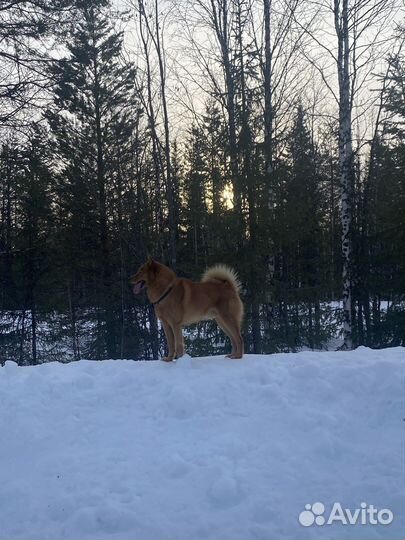 Вязка Кобель Карело-финская лайка