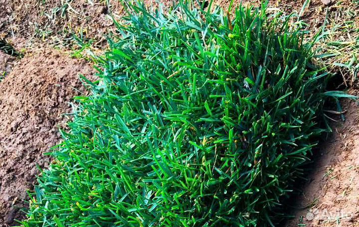 Рулонный газон с укладкой и гарантией