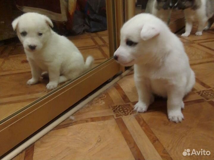 Отдам бесплатно щенки лайки