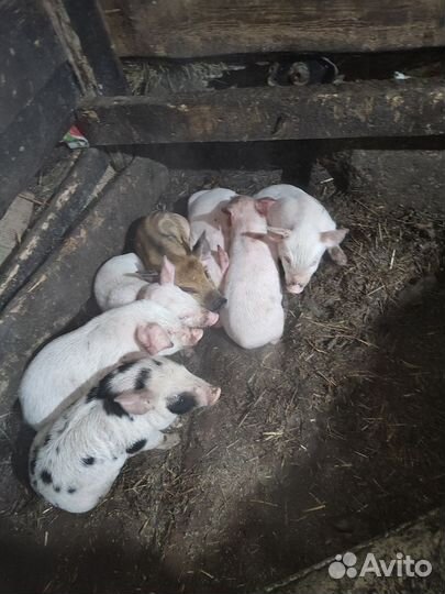 Продаются поросята