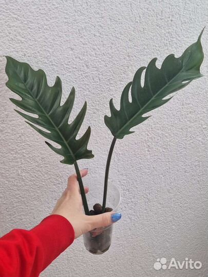 Филодендрон карамель зеленый