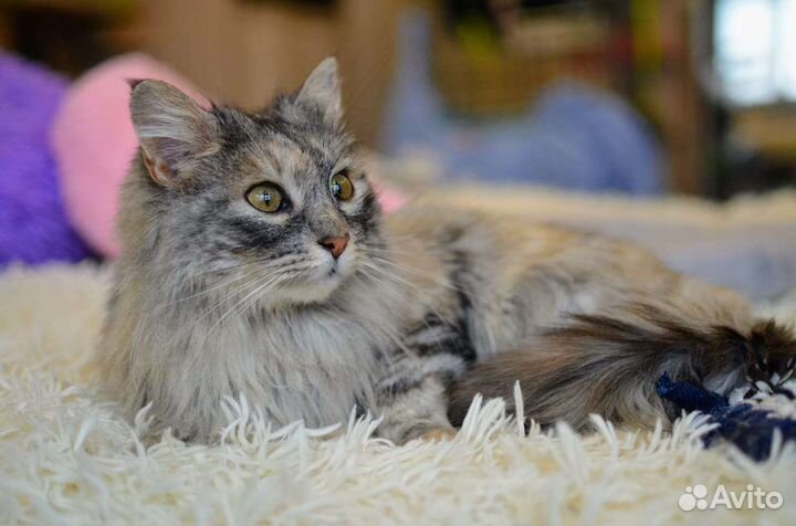 Котята норвежская лесная