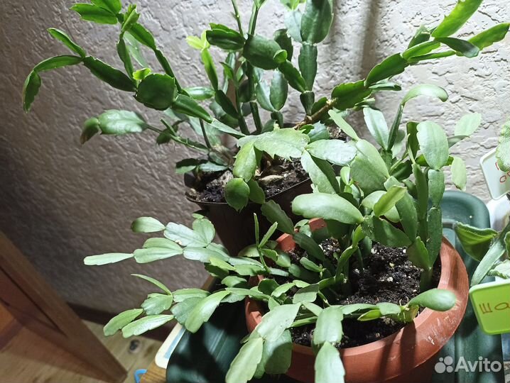 Декабристы