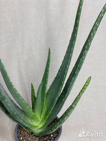 Алоэ растение