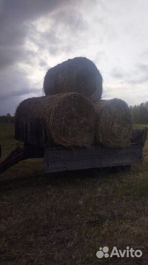 Продам сено в рулонах