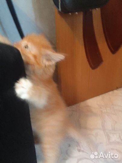 Рыжий котенок мальчик