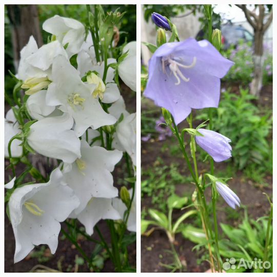 Неприхотливые садовые многолетники