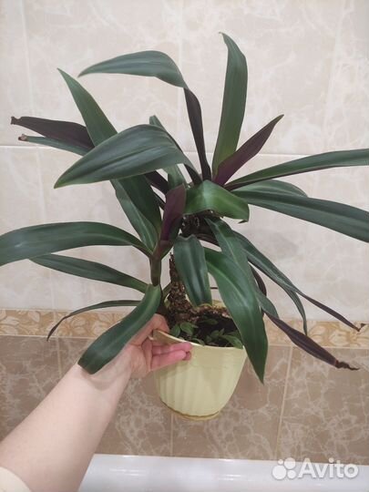 Комнатные цветы Рео(традиция)