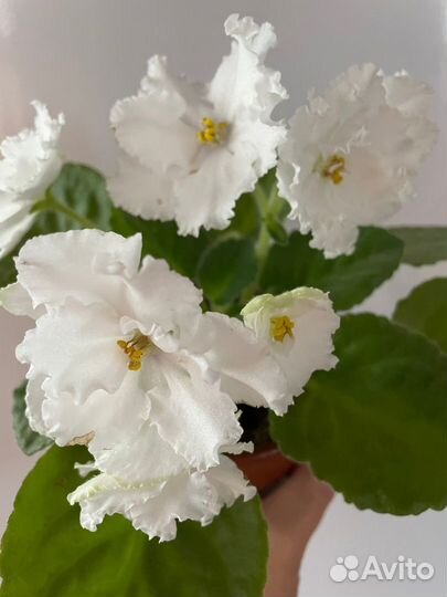 Комнатные цветы