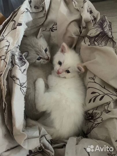 Сибирские котята