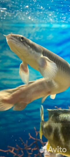 Аквариумные рыбы