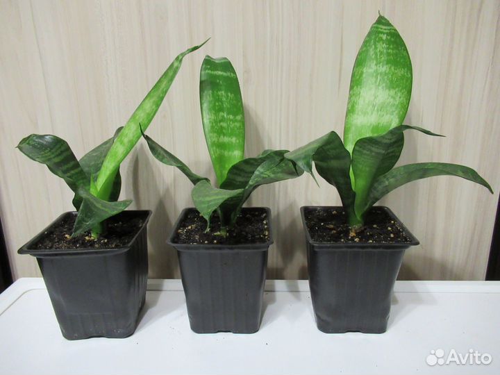 Сансевиерия