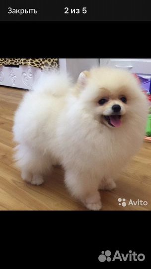 Шпиц(вязка)