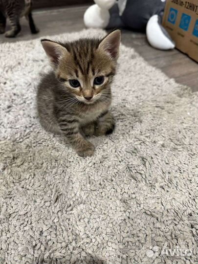 Кошка в дар бесплатно