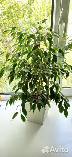 Фикус бенджамина большой Регидан