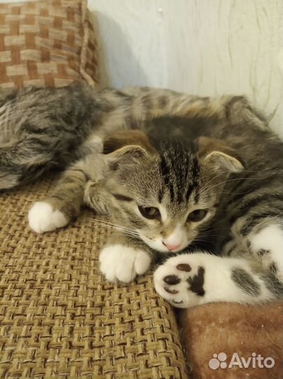 Вислоухая кошечка Пятница ищет своего Робинзона