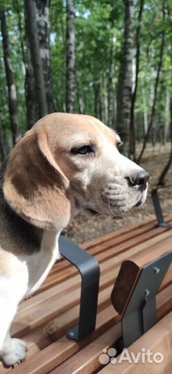 Бигль Собака в добрые руки