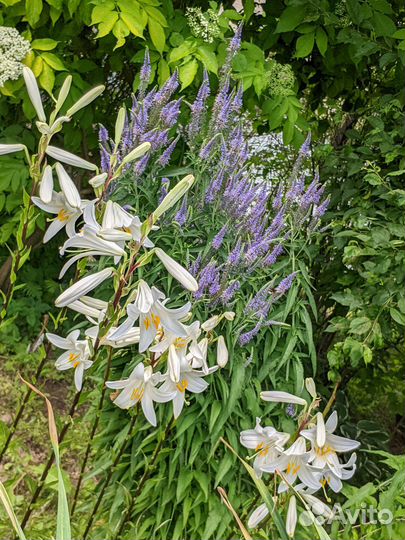 Лилия Кандидум (белоснежная). Видовая