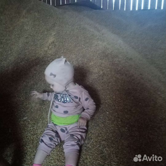 Ячмень овёс