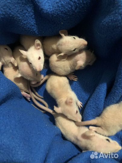 Крысы дамбо