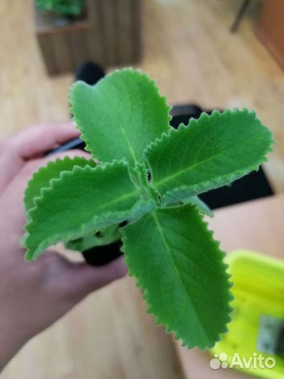 Мята комнатная